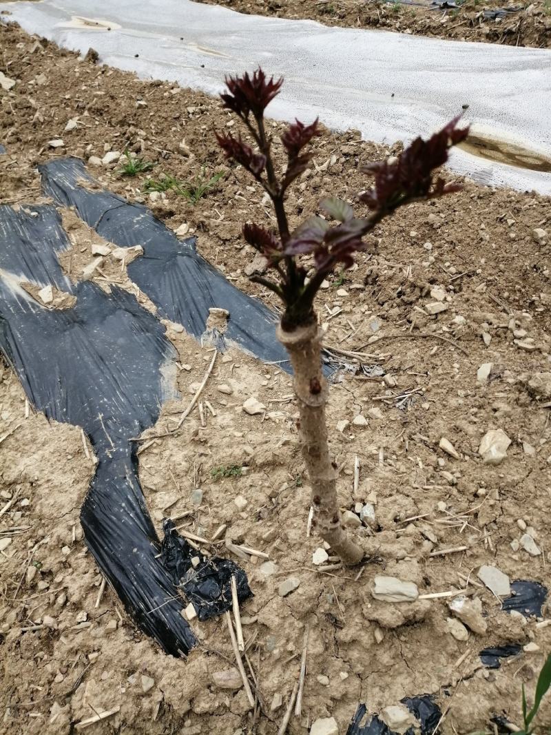 刺嫩芽刺老芽刺嫩包苗圃直供保成活率提供技术放心购买