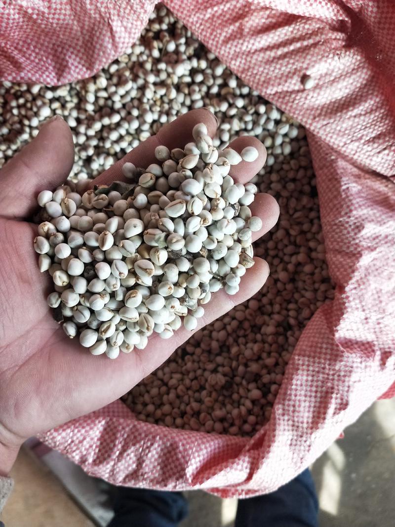 乌桕种子新货，木子树种子，发芽率95%