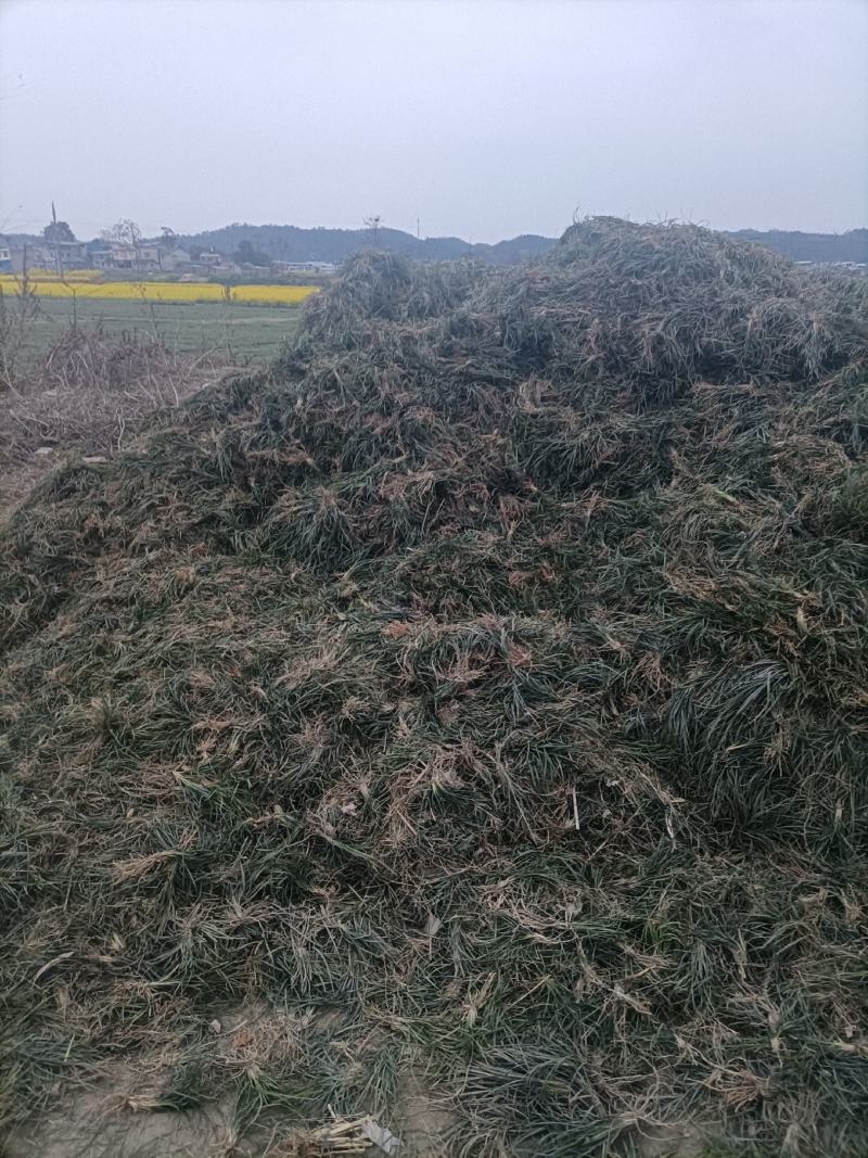 麦冬万亩大基地货源充足