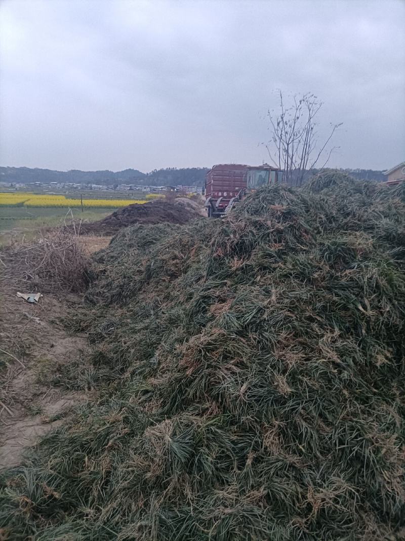 麦冬万亩大基地货源充足