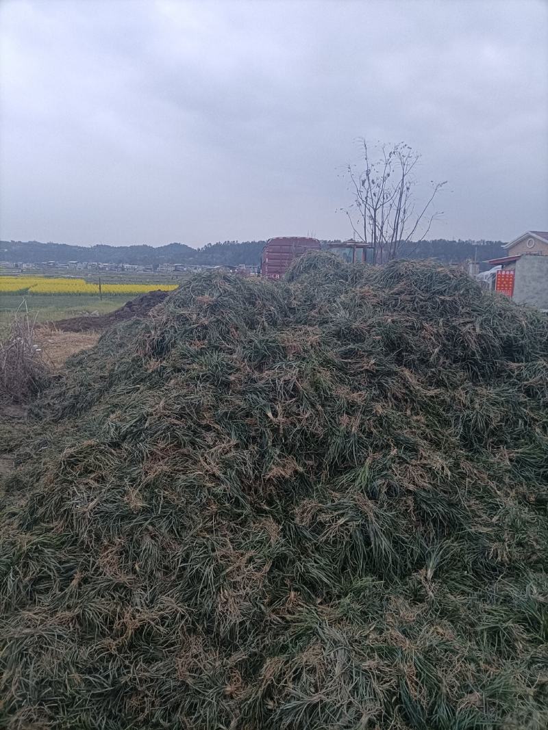 麦冬万亩大基地货源充足