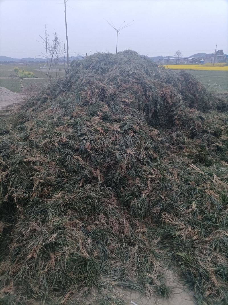 麦冬万亩大基地货源充足