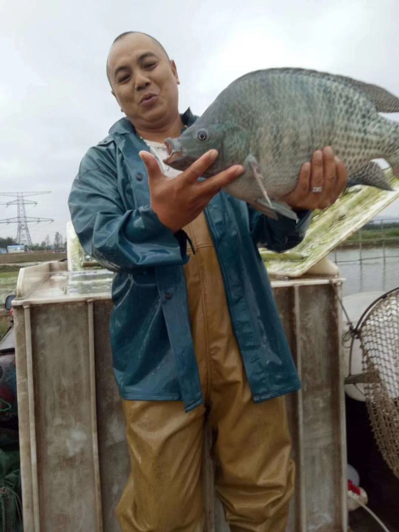 【脆肉罗非鱼】新吉富、海南一号、宝路罗非苗、苏丹一号