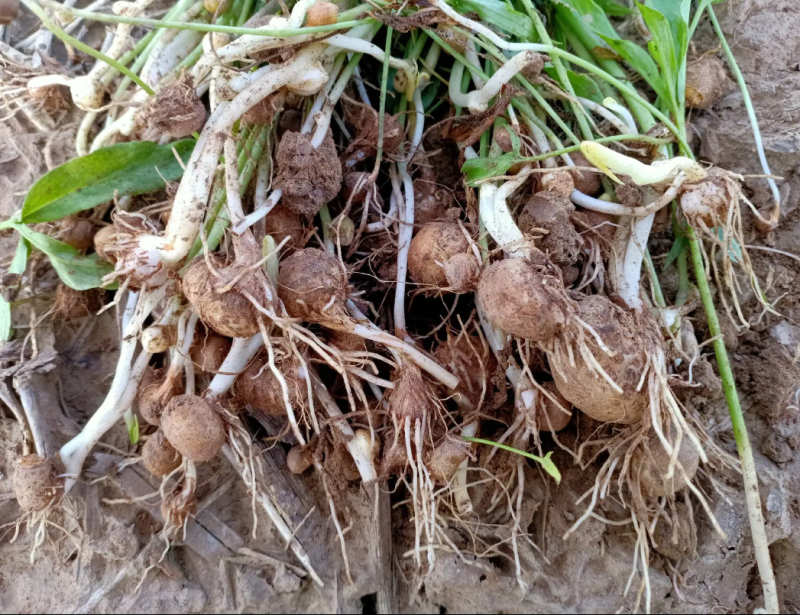 旱半夏种子产量高稳产祁都保定安国种植基地货源充足