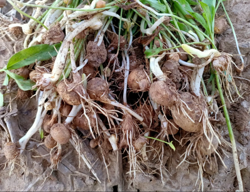 小叶旱半夏种子，支持大批发零售，保证质量保发芽率