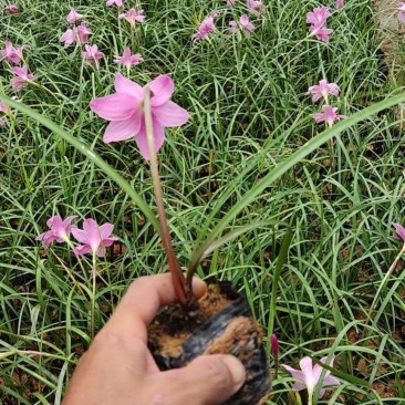韭兰(红花葱兰)20一25高，场地直销