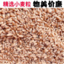 2022小麦颗粒饱满