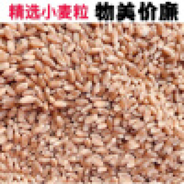 2022小麦颗粒饱满