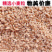 2022小麦颗粒饱满