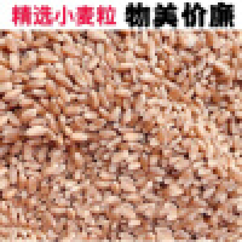 2022小麦颗粒饱满