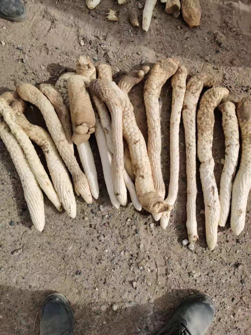 肉苁蓉切片鲜干片沙漠人参中药材泡酒料精品