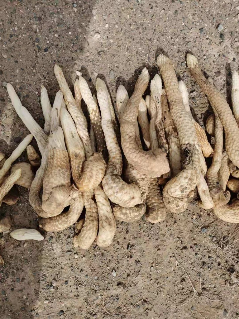 肉苁蓉切片鲜干片沙漠人参中药材泡酒料精品