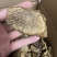 肉苁蓉切片鲜干片沙漠人参中药材泡酒料精品