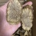 肉苁蓉切片鲜干片沙漠人参中药材泡酒料精品
