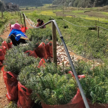 大量批发优质杉树苗（刺杉）