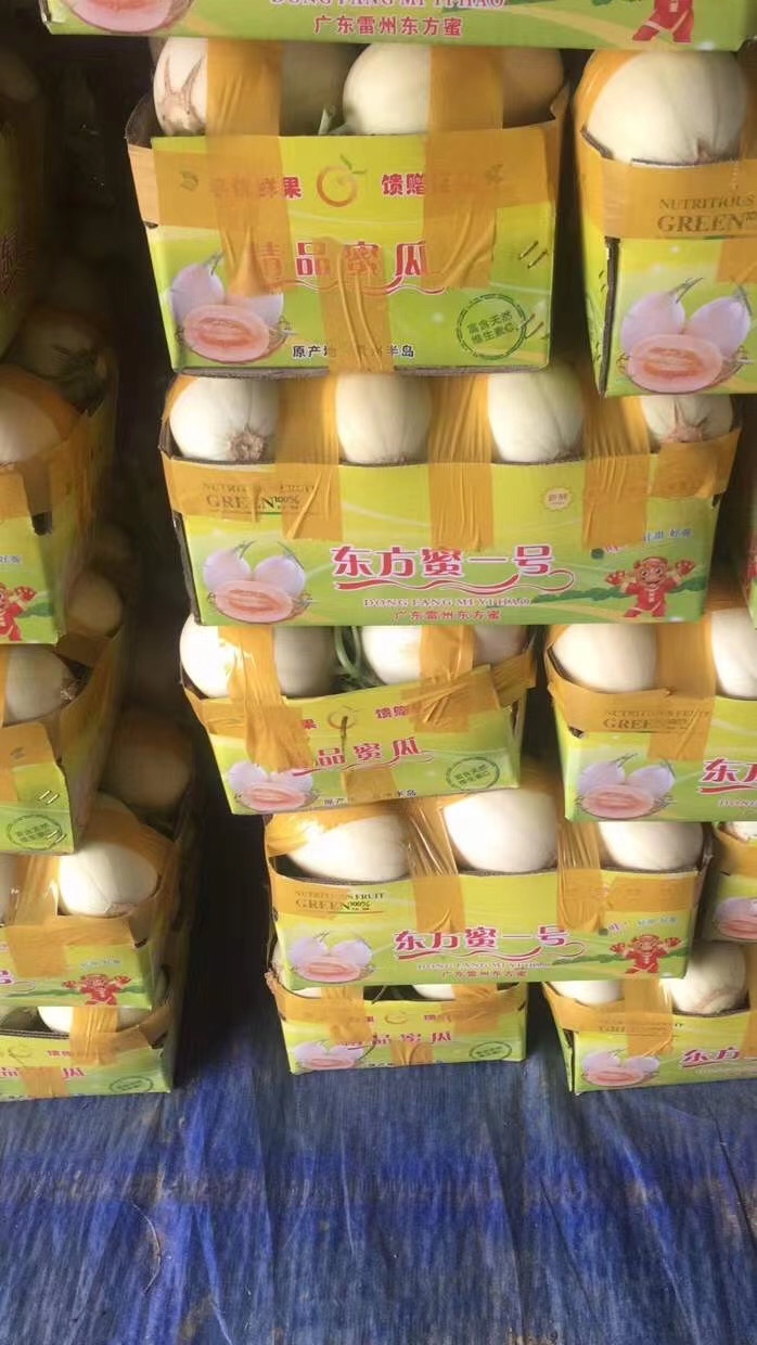 东方蜜一号甜瓜 精品甜瓜 1斤以上 量大质优 代发全国