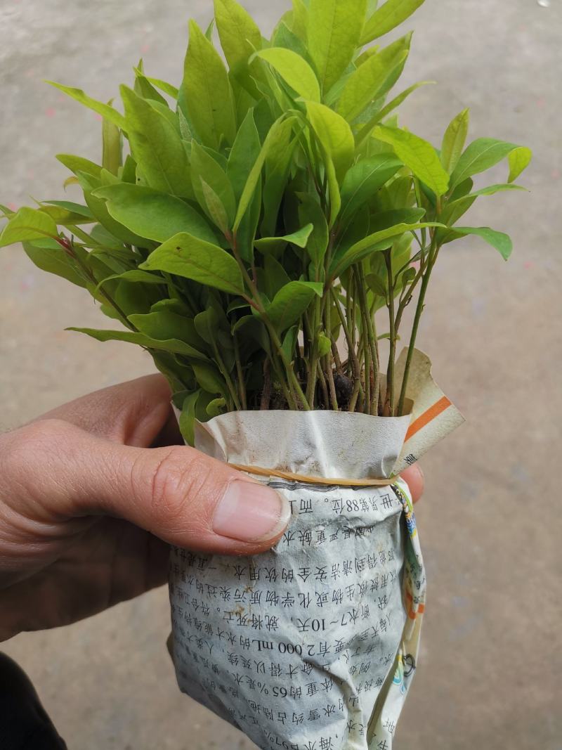 金丝楠木苗楠木苗绿化苗木产地直发一手货源