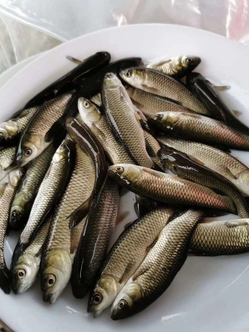 草鱼苗白鲩鱼苗草鱼鱼苗四大家鱼苗