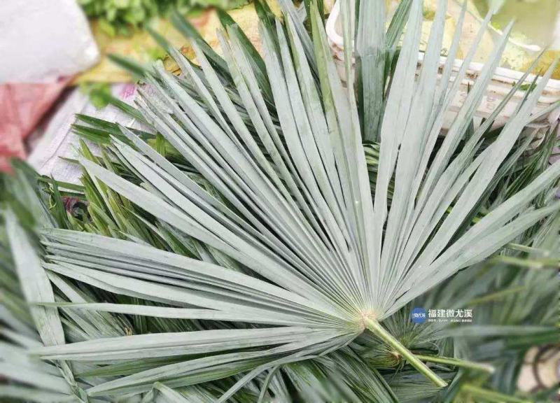 粽叶，粽叶批发，批发，成色质量上上等
