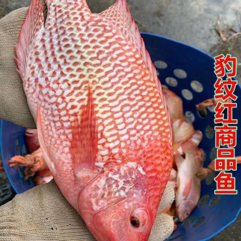 红罗非鱼苗豹纹红彩虹鲷鱼苗星洲红鱼淡水福寿鱼养