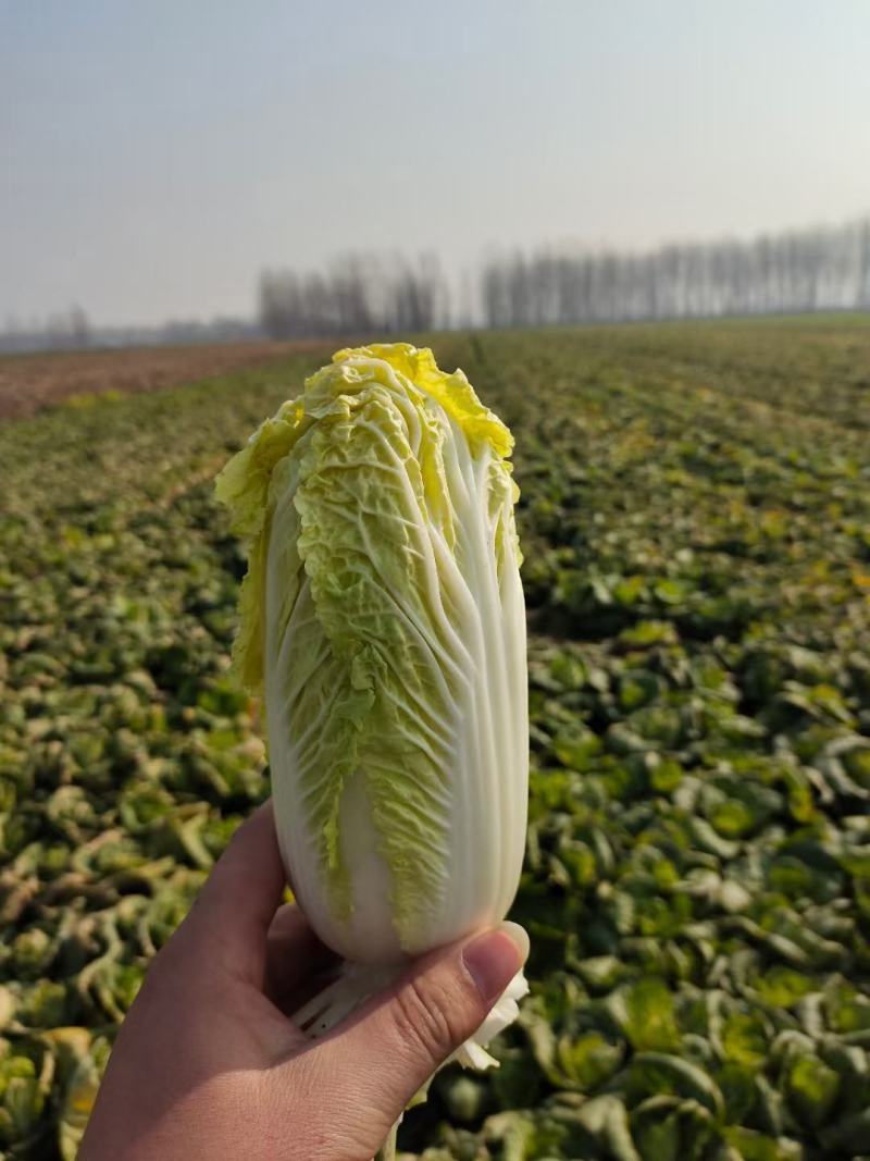 娃娃菜，小娃，高山娃娃菜，新鲜娃娃菜，价格便宜！