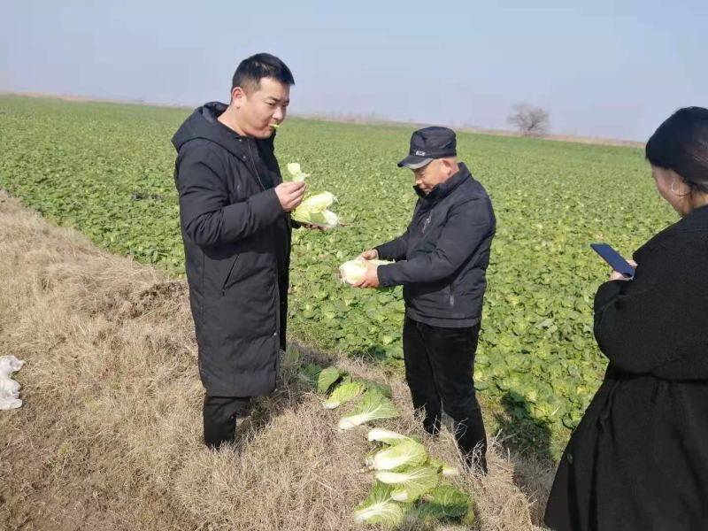 娃娃菜，小娃，高山娃娃菜，新鲜娃娃菜，价格便宜！