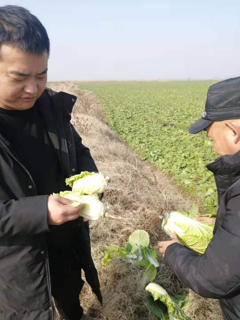 娃娃菜，小娃，高山娃娃菜，新鲜娃娃菜，价格便宜！
