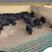 藏香猪黑猪纯种藏香猪养殖场全国发货