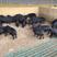 藏香猪黑猪纯种藏香猪养殖场全国发货