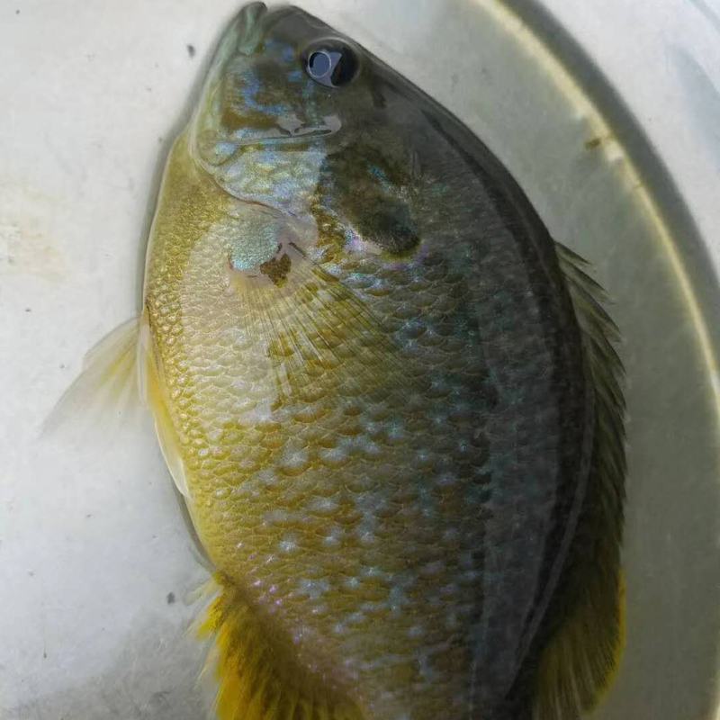 杂交太阳鱼苗蓝鳃太阳鱼苗原生鱼鱼苗淡水养殖鱼苗