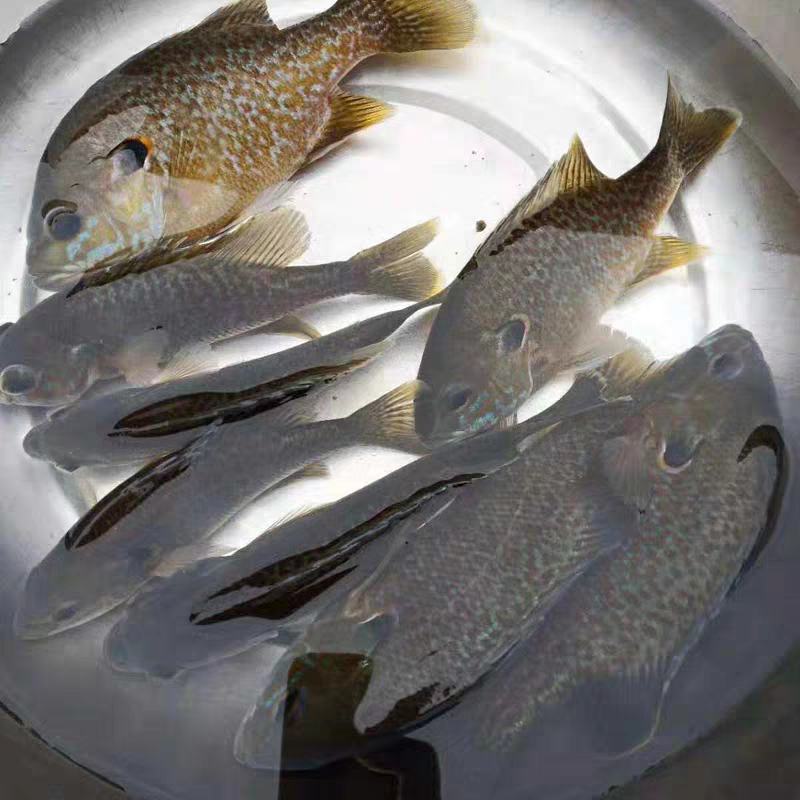 杂交太阳鱼苗蓝鳃太阳鱼苗原生鱼鱼苗淡水养殖鱼苗