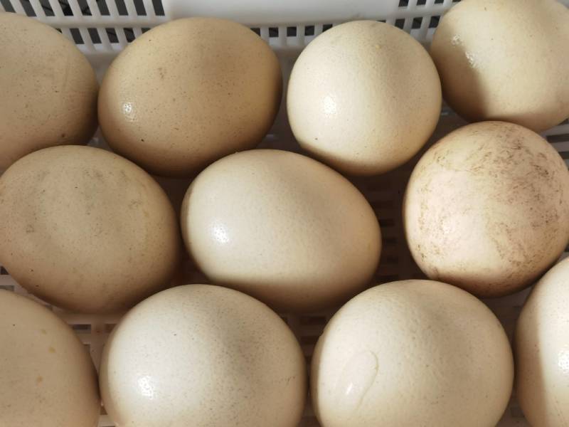 散养鸵鸟蛋、食用。140/个！量大从优。