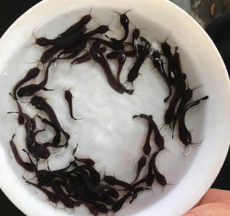 正宗本地塘鲺鱼苗三黄塘鲺塘角鱼苗杂交塘鲺胡子鲶
