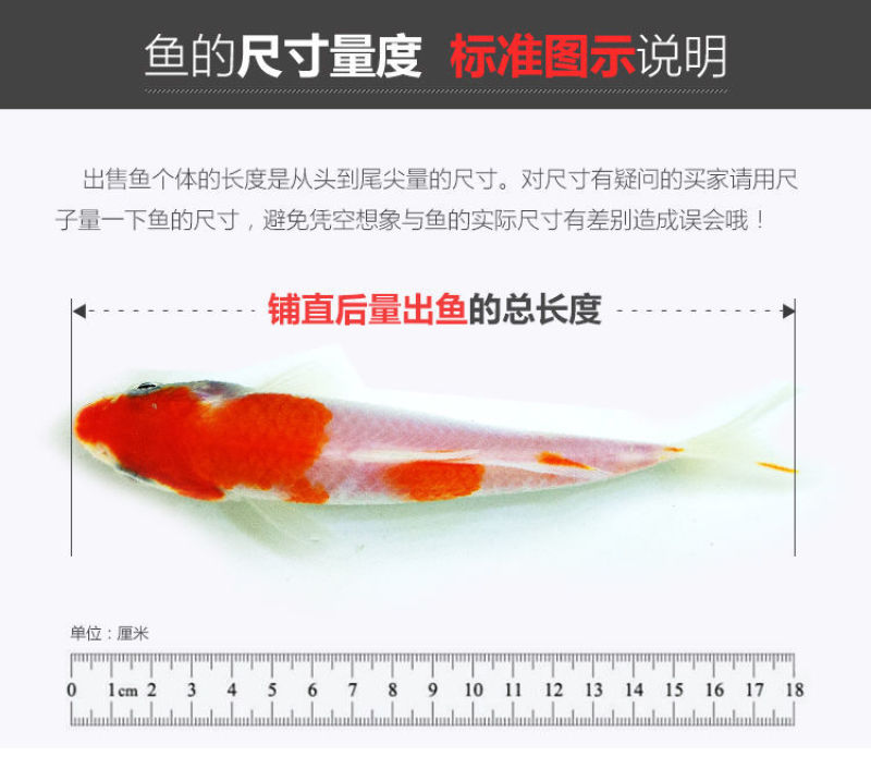 金鱼龙凤黄金锦鲤观赏金鱼活体特价包邮包损