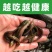 台湾品种大泥鳅苗台湾泥鳅苗泥鳅鱼苗台湾泥鳅杂交苗