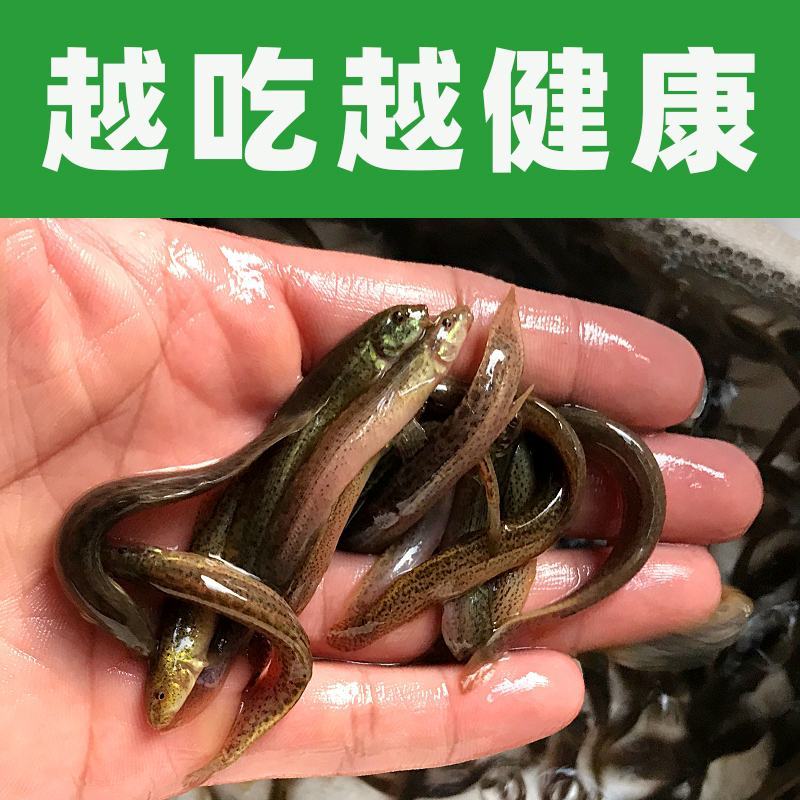 台湾品种大泥鳅苗台湾泥鳅苗泥鳅鱼苗台湾泥鳅杂交苗