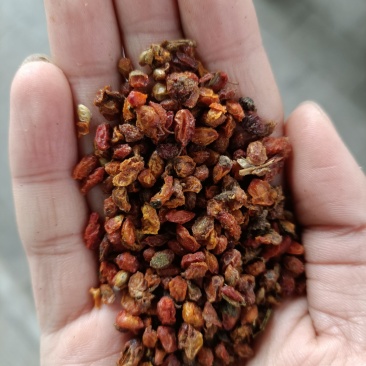 沙棘果沙棘干货各种质量批发零售大量有货