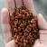 沙棘果沙棘干货各种质量批发零售大量有货