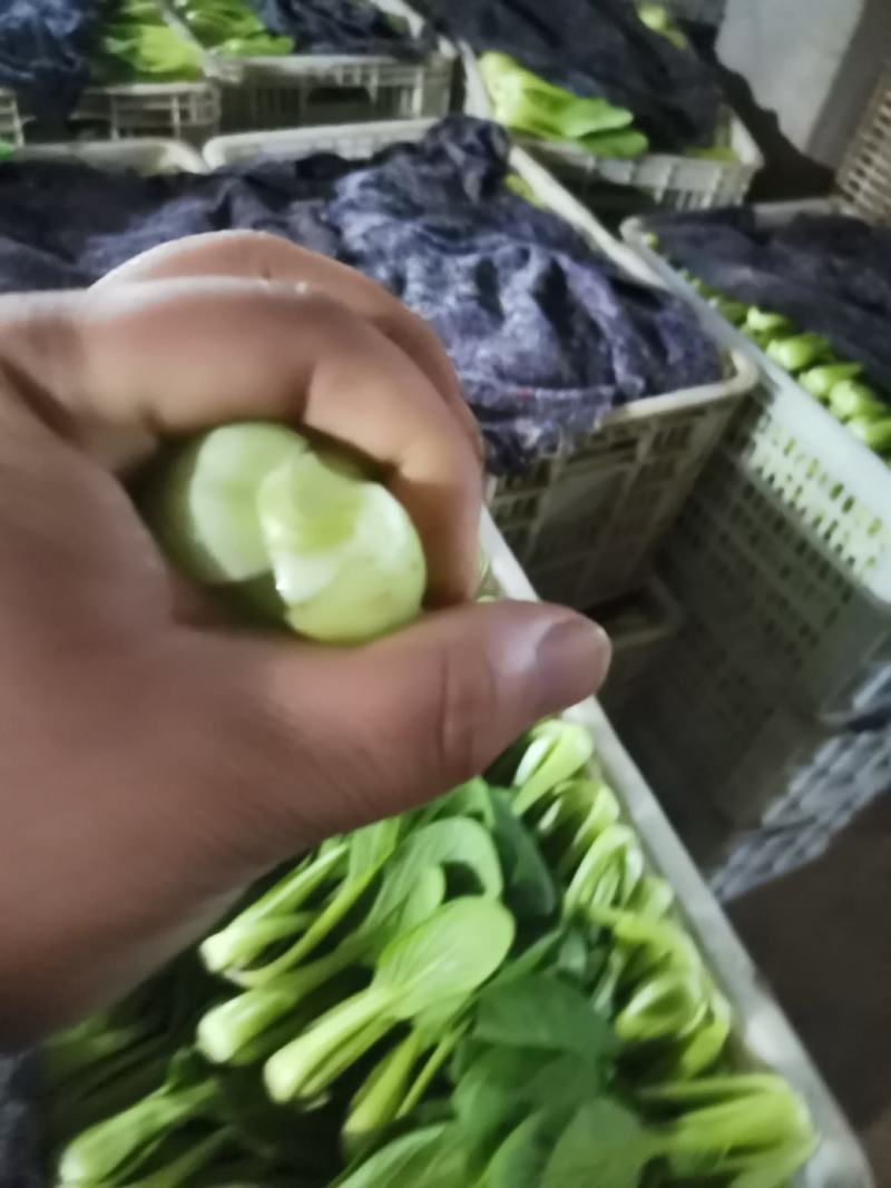 上海青，小油菜，常年供应保质保量，真诚合作，需要的老板看