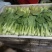 上海青，小油菜，常年供应保质保量，真诚合作，需要的老板看