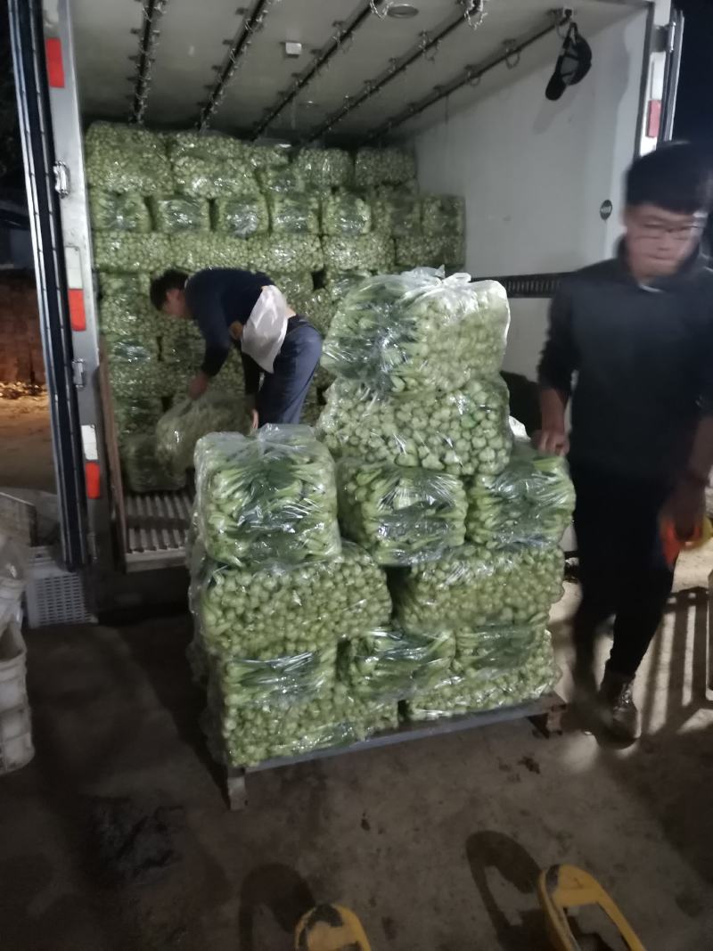 上海青，小油菜，常年供应保质保量，真诚合作，需要的老板看