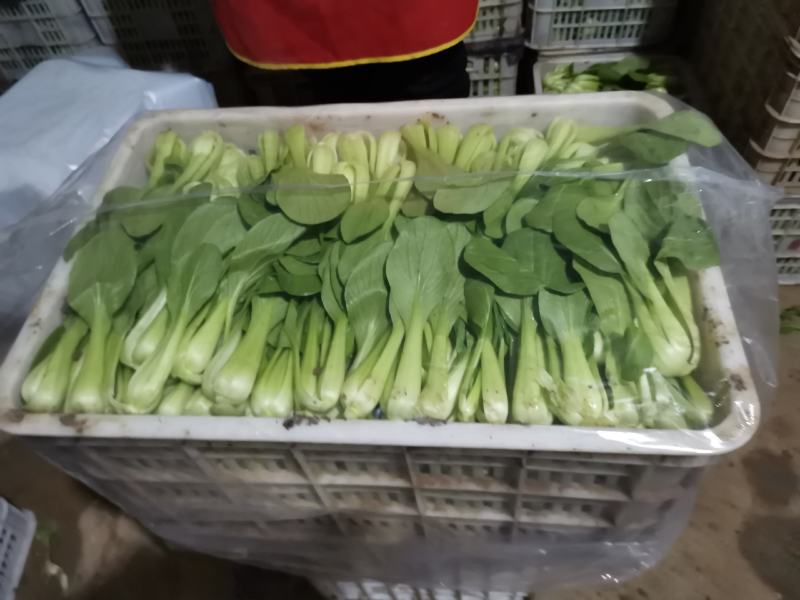 上海青，小油菜，常年供应保质保量，真诚合作，需要的老板看