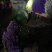 云南勿忘我鲜花干花昆明花花头大产地发货