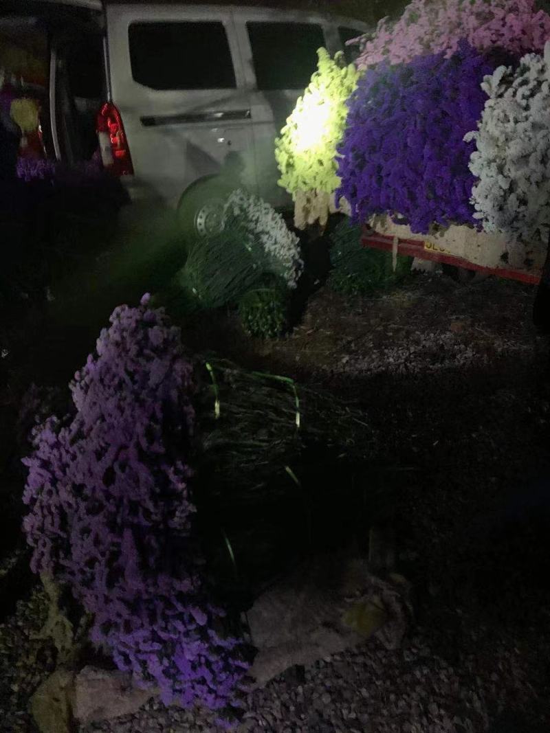 云南勿忘我鲜花干花昆明花花头大产地发货