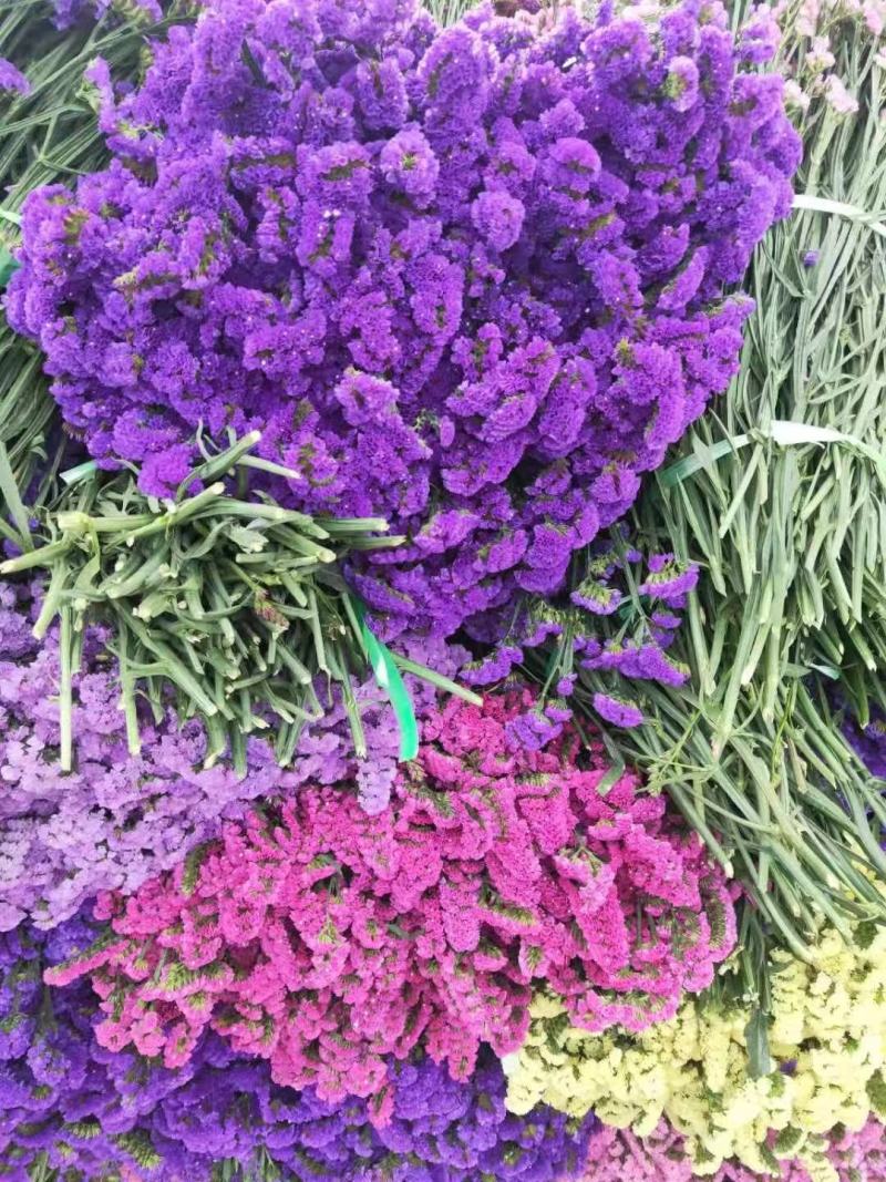 云南勿忘我鲜花干花昆明花花头大产地发货