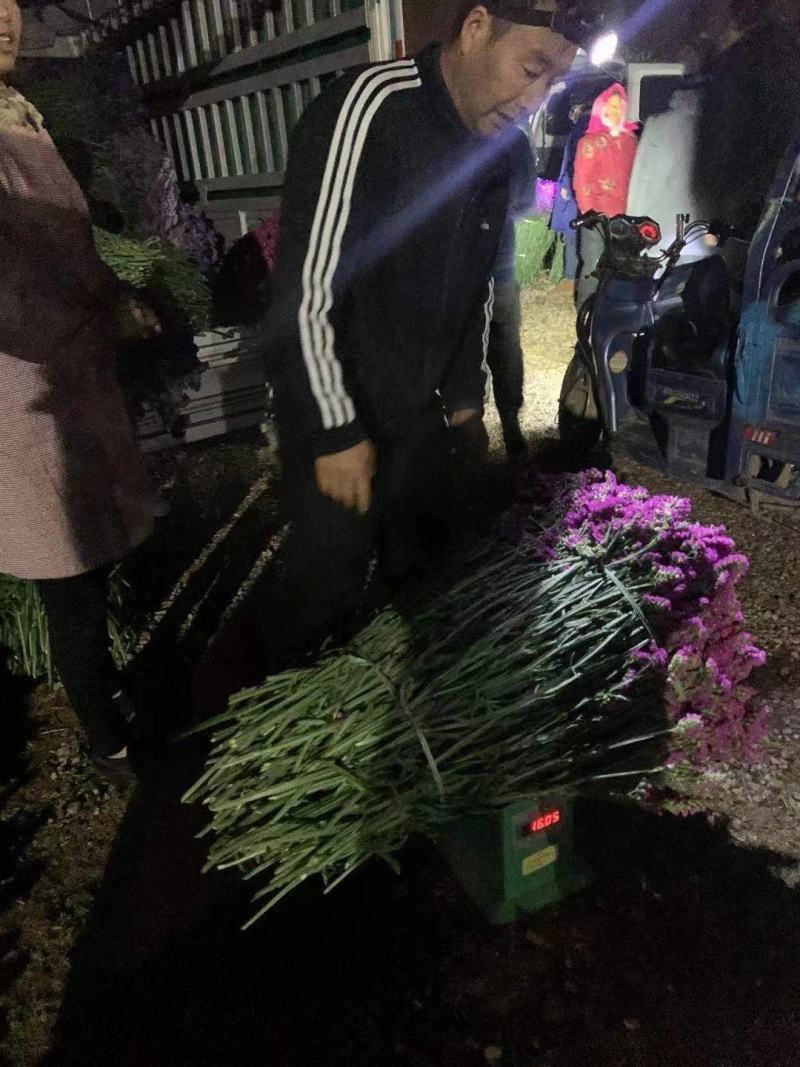云南勿忘我鲜花干花昆明花花头大产地发货