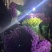云南勿忘我鲜花干花昆明花花头大产地发货