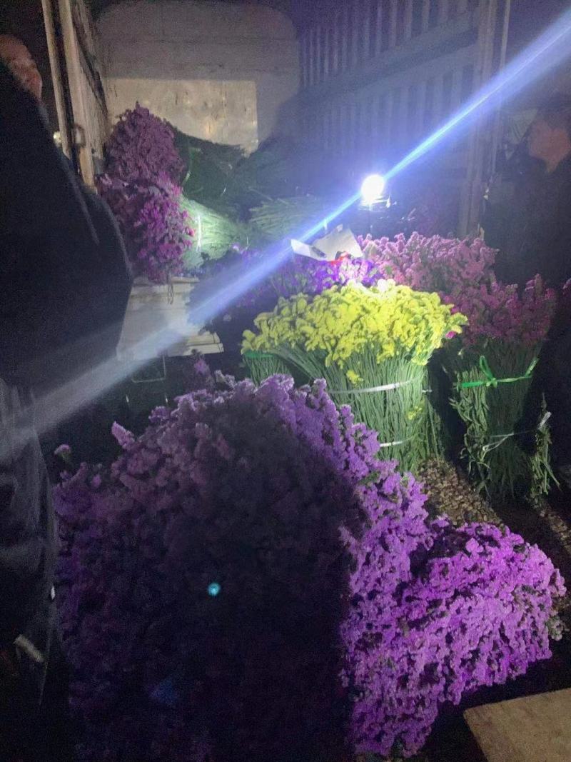 云南勿忘我鲜花干花昆明花花头大产地发货