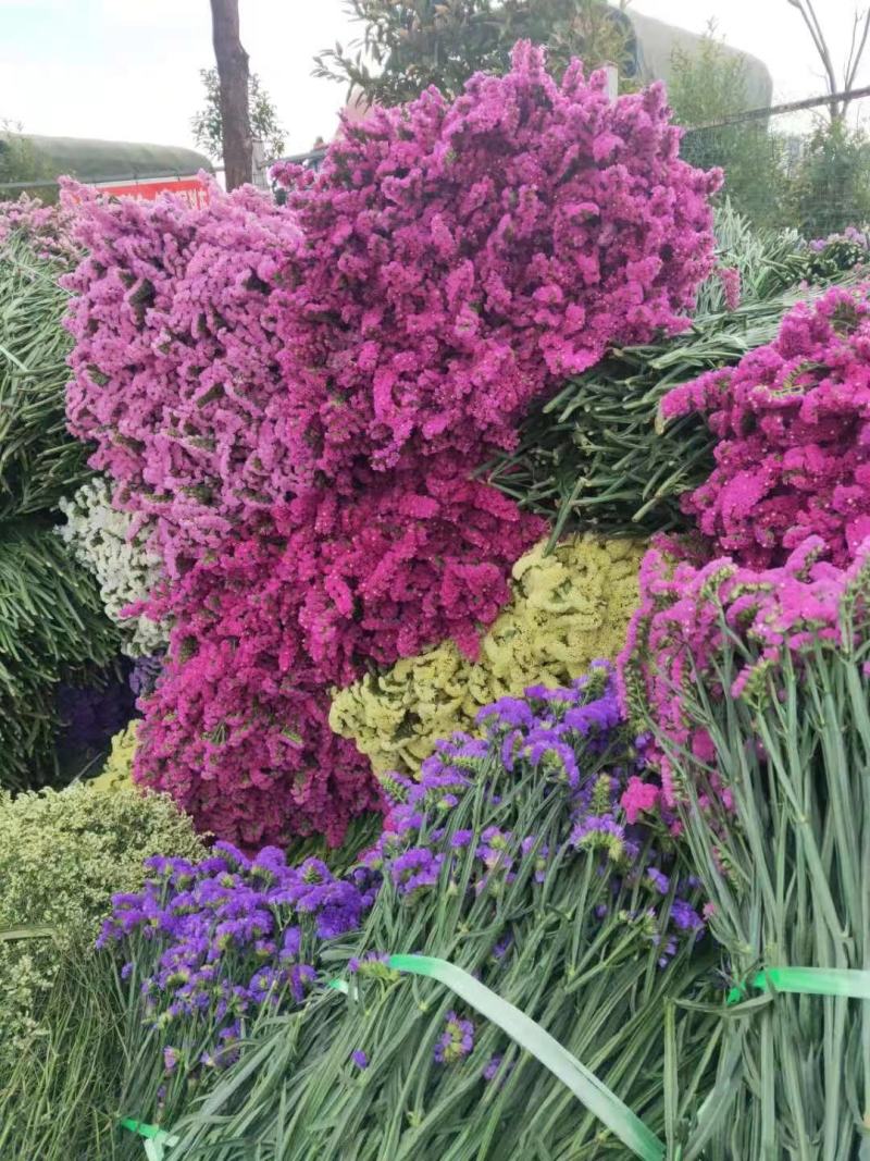 云南勿忘我鲜花干花昆明花花头大产地发货
