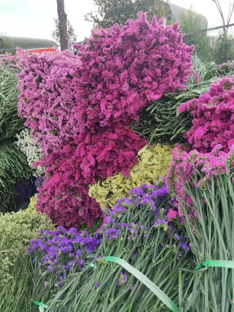 云南勿忘我鲜花干花昆明花花头大产地发货